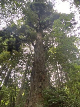 富山　おしゃれ　家具　無垢材